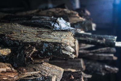 Close-up of logs on wood in forest