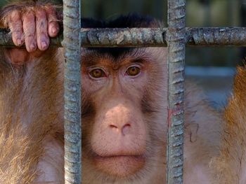 Close-up portrait of monkey seen through fence