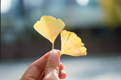 Close-up of hand holding yellow leaf