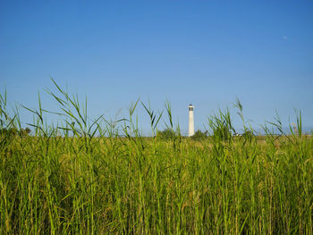 Scenic view of agricultural field against clear blue sky