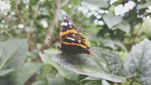 Close-up of butterfly on leaf