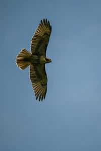 Low angle view of eagle flying against clear blue sky