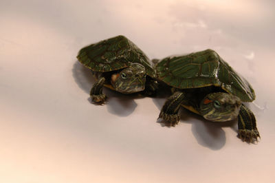 Close-up of a turtle