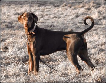 Dog standing on grassy field