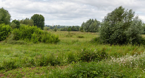 Scenic view of trees on field against sky