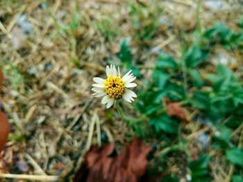 Close-up of white daisy blooming in field