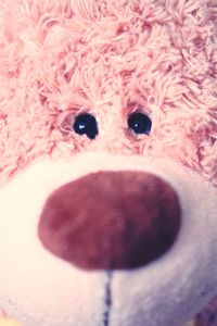 Close-up of dog