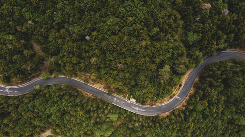 High angle view of road amidst trees in forest