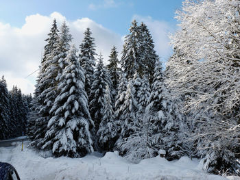 Snow covered trees against sky