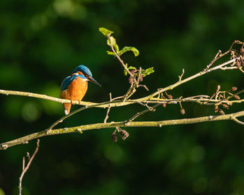 Close-up of bird perching on branch