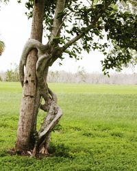 Tree trunk on field against sky