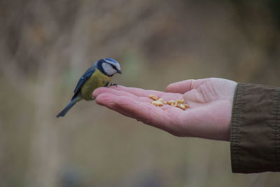 Close-up of hand holding titmouse