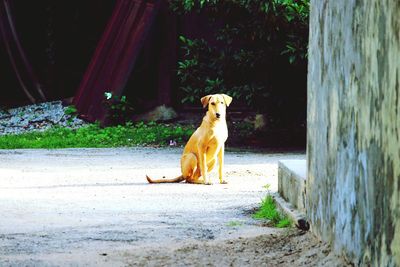 Dog sitting outdoors