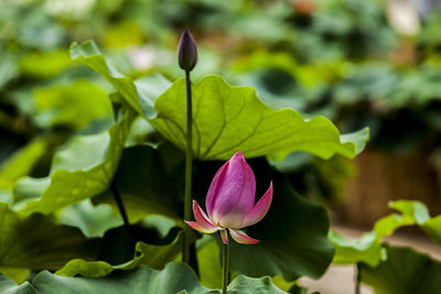 Close-up of pink flowers