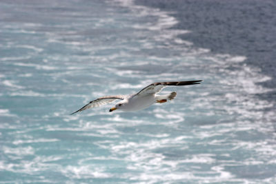 Seagull flying over a water