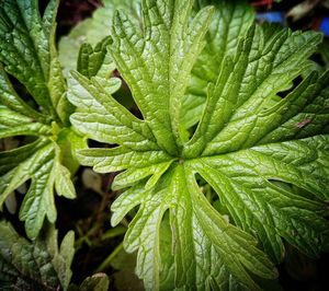 Close-up of wet plant leaves