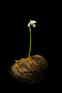 Close-up of flower growing against black background