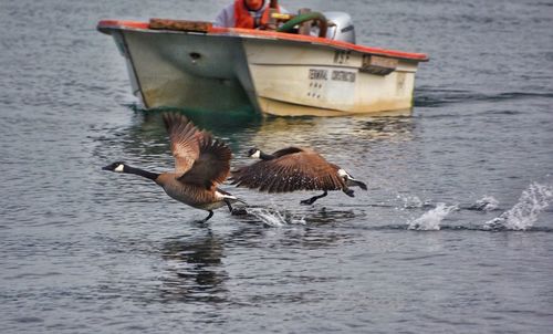 Bird flying over lake