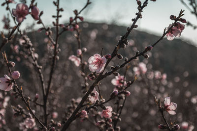 Close-up of pink cherry blossoms in spring