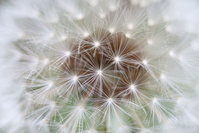 Close-up of dandelion