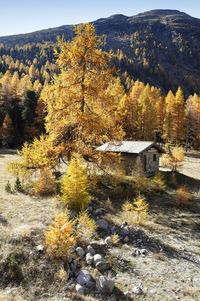 Trees and plants growing on mountain during autumn