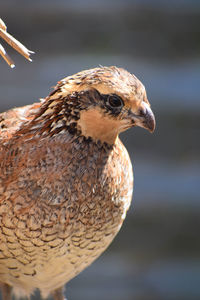 Close-up of a bird