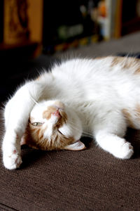 Close-up of cat lying on floor