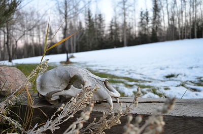 View of animal skull on snow covered land