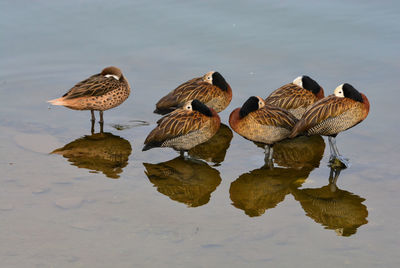 High angle view of birds on lake