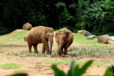 Elephants in a field