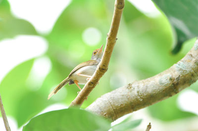 Close-up of insect on leaf