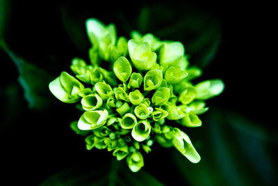 Close-up of green plant against black background