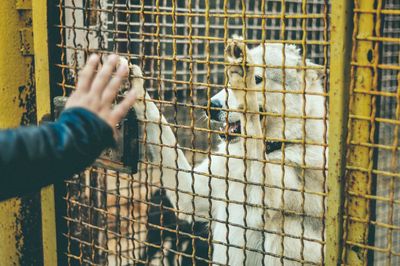 Human hand in cage at zoo