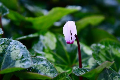 Close-up of raindrops on purple flower