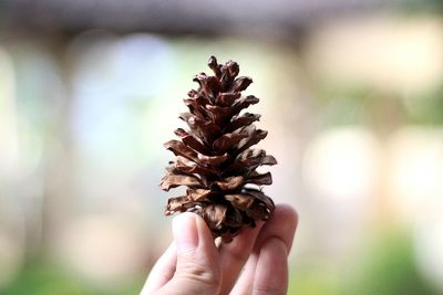 Close-up of hand holding pine cone