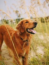 Dog looking away standing in grass