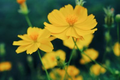 Close-up of yellow flowers blooming outdoors