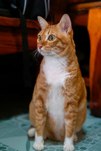 Close-up of a cat looking away