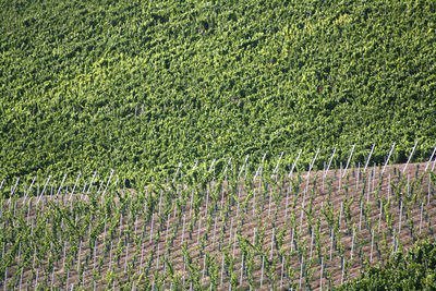 View of vineyard