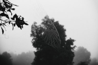 Close-up of spider web on tree against sky