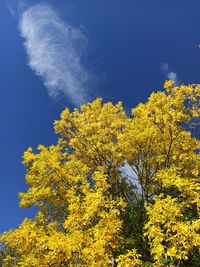 Low angle view of yellow flowering plants against sky