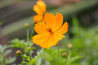 Close-up of orange flowering plant