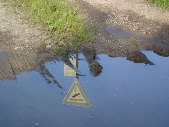 Reflection of trees in puddle