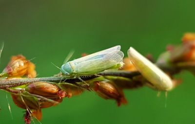 Close-up of insect on flower