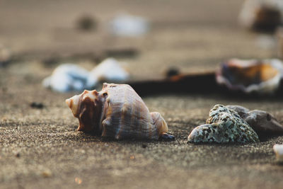 Close-up of crab on sand