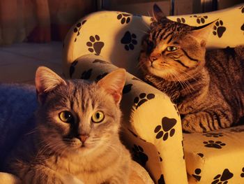Close-up portrait of a cat at home