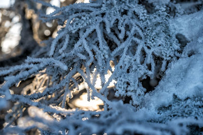 Close-up of snow covered land