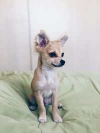 Dog looking away while sitting on bed at home