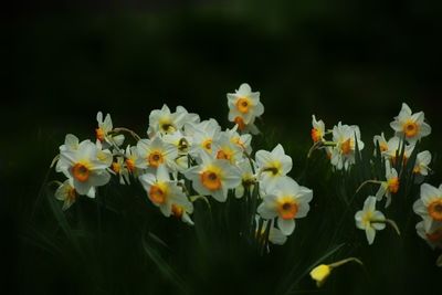 Close-up of white flowers