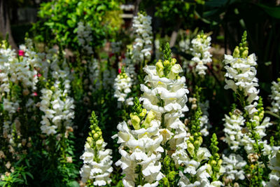 A garden of white snapdragon plants in full bloom found in marbella, spain